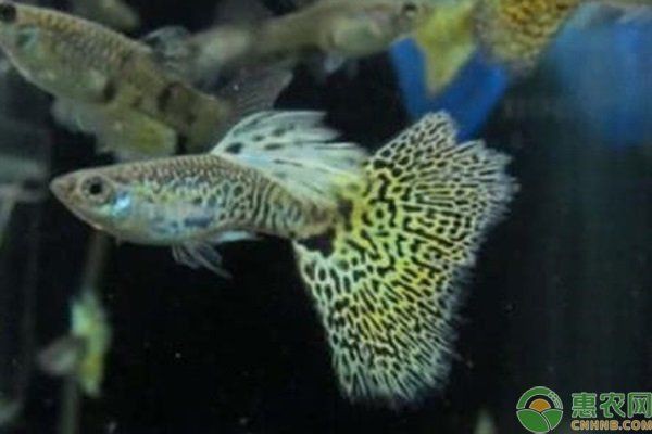 最好養(yǎng)的觀賞魚排行榜【十大最好養(yǎng)的觀賞魚排行榜】