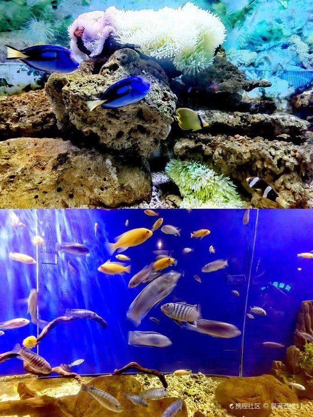 金華水族館，婺州金華水族館探秘海洋生態(tài)保護(hù)海洋生物學(xué)教授低聲嘆息