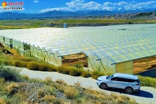 烏魯木齊縣龍魚店【烏魯木齊縣龍魚店怎么樣】