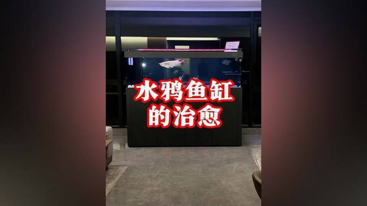 水鴉魚缸是雜牌還是名牌【水鴉魚缸vs水鴉魚缸，水鴉魚缸代理品牌\