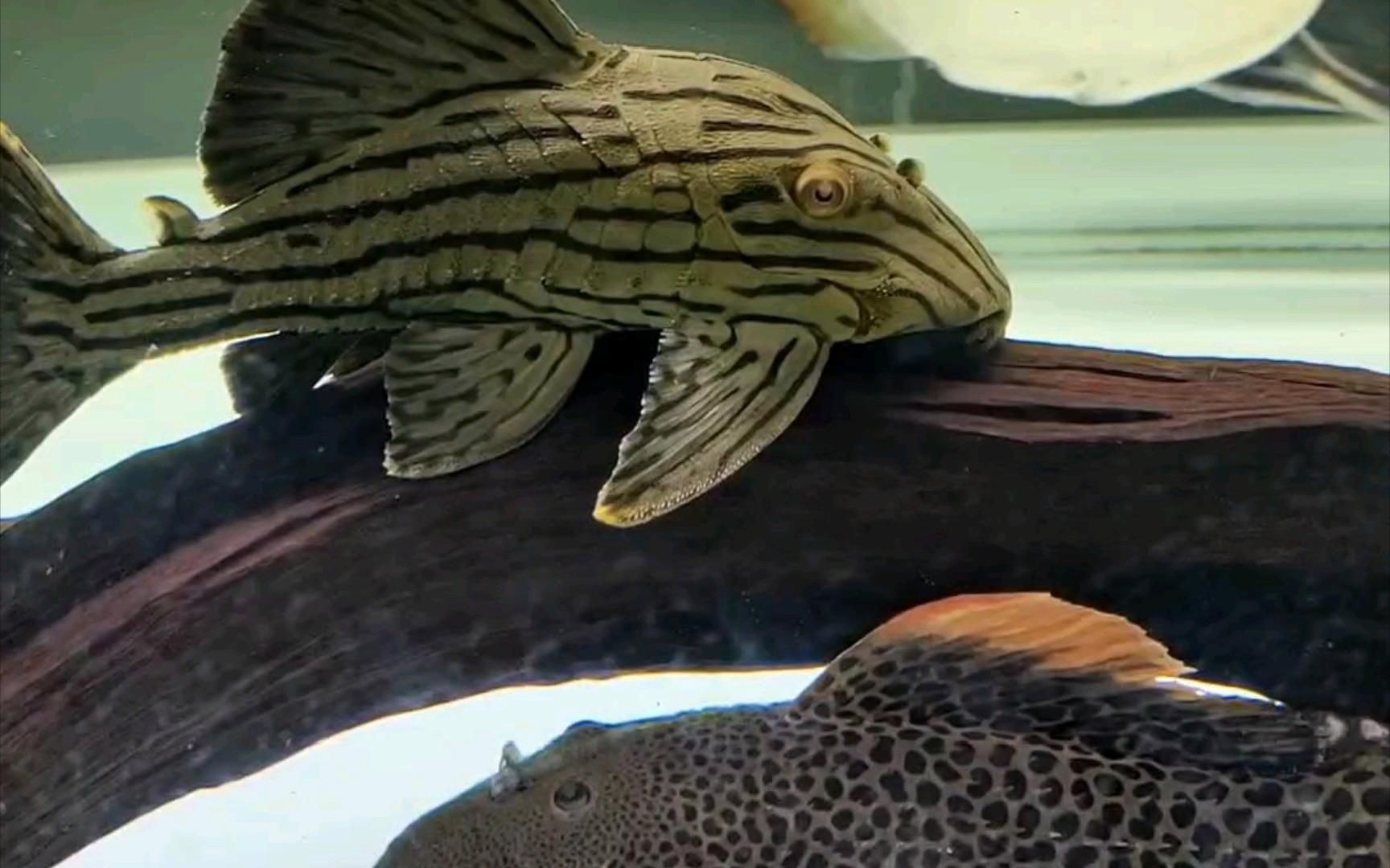 秘魯綠皮皇冠豹怎么養【新魚入缸～秘魯綠皮皇冠豹嗶哩嗶哩】 秘魯綠皮皇冠豹怎么養【新魚入缸～秘魯綠皮皇冠豹嗶哩嗶哩】 龍魚百科 第2張