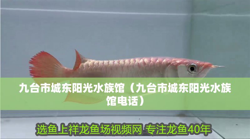 九臺(tái)水族店【九臺(tái)哪家水族店口碑最好】 九臺(tái)水族店【九臺(tái)哪家水族店口碑最好】 全國(guó)水族館企業(yè)名錄 第2張