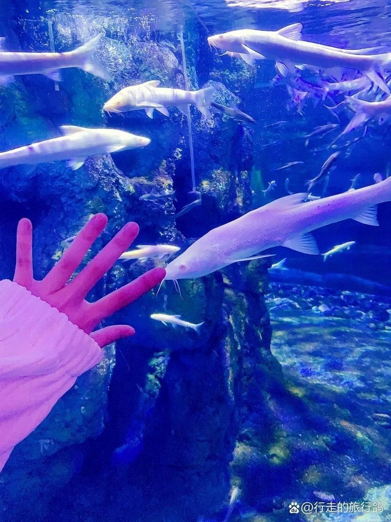 淮北水族批發市場【淮北市水族批發市場】 淮北水族批發市場【淮北市水族批發市場】 全國水族館企業名錄 第15張
