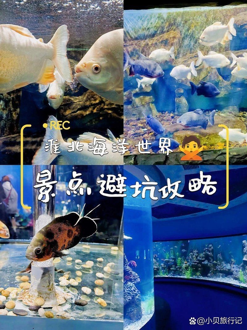 淮北水族批發市場【淮北市水族批發市場】 淮北水族批發市場【淮北市水族批發市場】 全國水族館企業名錄 第17張