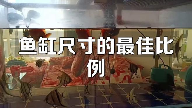 魚缸大小如何根據房間大小選擇？【魚缸大小如何根據房間大小選擇】 魚缸大小如何根據房間大小選擇？【魚缸大小如何根據房間大小選擇】 龍魚百科 第2張