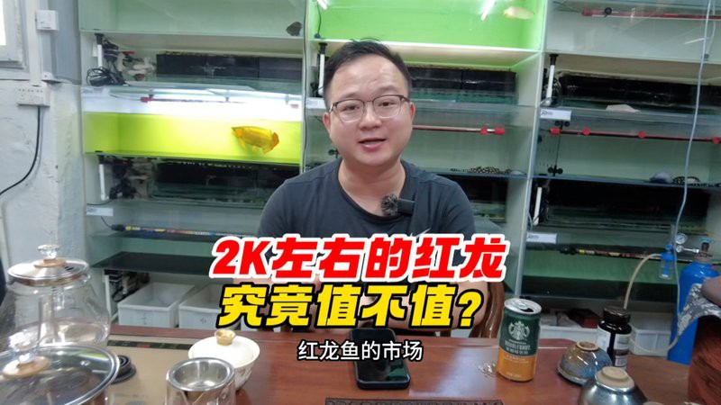 短身福龍王魚(yú)價(jià)格走勢(shì)【短身福龍王魚(yú)價(jià)格走勢(shì)深度分析】 短身福龍王魚(yú)價(jià)格走勢(shì)【短身福龍王魚(yú)價(jià)格走勢(shì)深度分析】 龍魚(yú)論壇 第2張