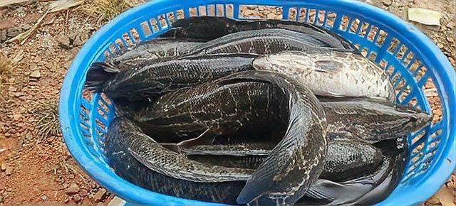 短身福龍王魚(yú)價(jià)格走勢(shì)【短身福龍王魚(yú)價(jià)格走勢(shì)深度分析】 短身福龍王魚(yú)價(jià)格走勢(shì)【短身福龍王魚(yú)價(jià)格走勢(shì)深度分析】 龍魚(yú)論壇 第4張