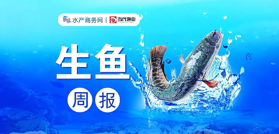 短身福龍王魚(yú)價(jià)格走勢(shì)【短身福龍王魚(yú)價(jià)格走勢(shì)深度分析】 短身福龍王魚(yú)價(jià)格走勢(shì)【短身福龍王魚(yú)價(jià)格走勢(shì)深度分析】 龍魚(yú)論壇 第3張