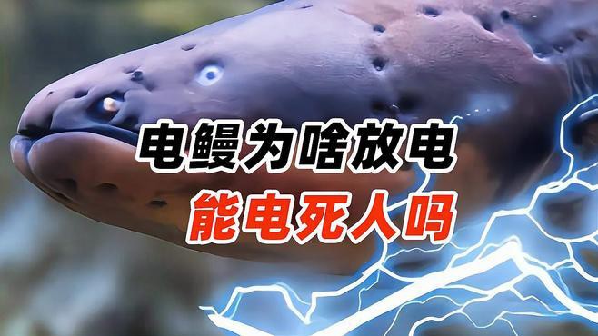 電鰻放的電能把人電死嗎【電鰻為什么能電死人嗎百度教育電鰻:會放電的“怪魚”】 電鰻放的電能把人電死嗎【電鰻為什么能電死人嗎百度教育電鰻:會放電的“怪魚”】 龍魚論壇 第8張