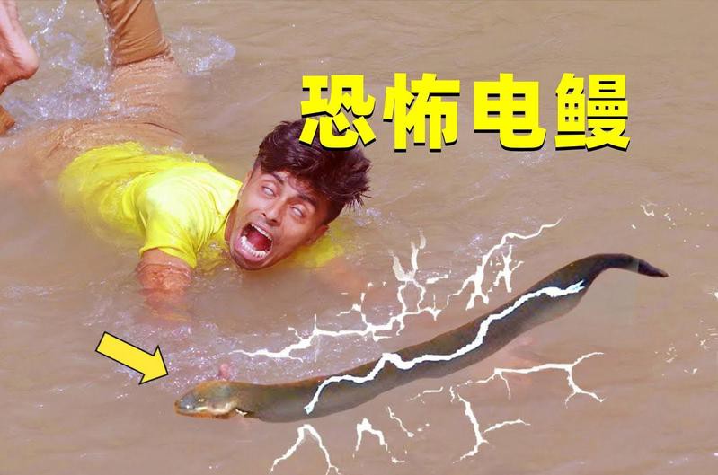 電鰻放的電能把人電死嗎【電鰻為什么能電死人嗎百度教育電鰻:會放電的“怪魚”】 電鰻放的電能把人電死嗎【電鰻為什么能電死人嗎百度教育電鰻:會放電的“怪魚”】 龍魚論壇 第1張