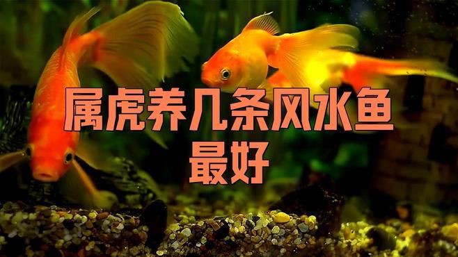 如何根據生肖選擇風水魚？【-十二生肖和風水魚需要怎么搭配】