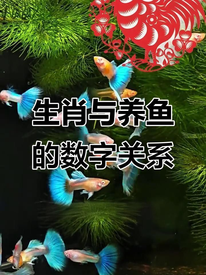 如何根據(jù)生肖選擇風(fēng)水魚？【-十二生肖和風(fēng)水魚需要怎么搭配】 如何根據(jù)生肖選擇風(fēng)水魚？【-十二生肖和風(fēng)水魚需要怎么搭配】 龍魚百科 第4張