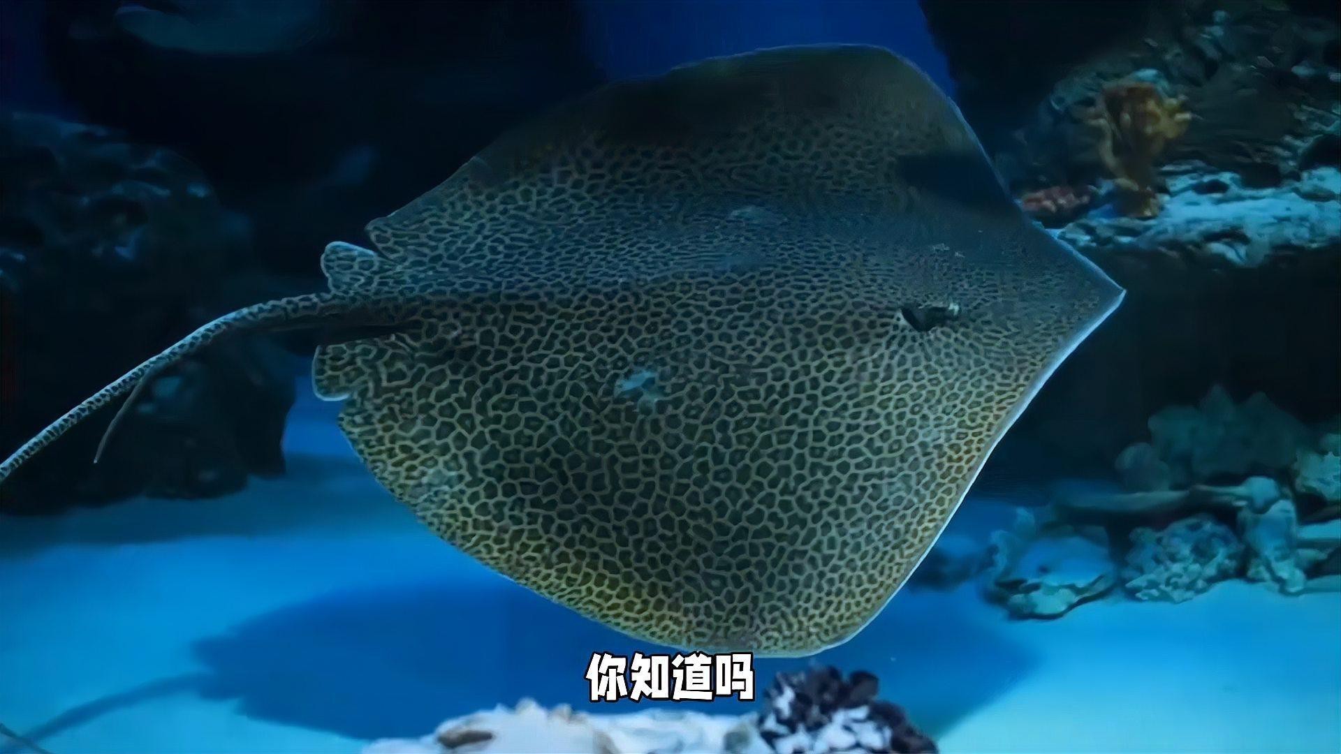 電鰩魚和魔鬼魚的區別【電鰩與魔鬼魚的區別】
