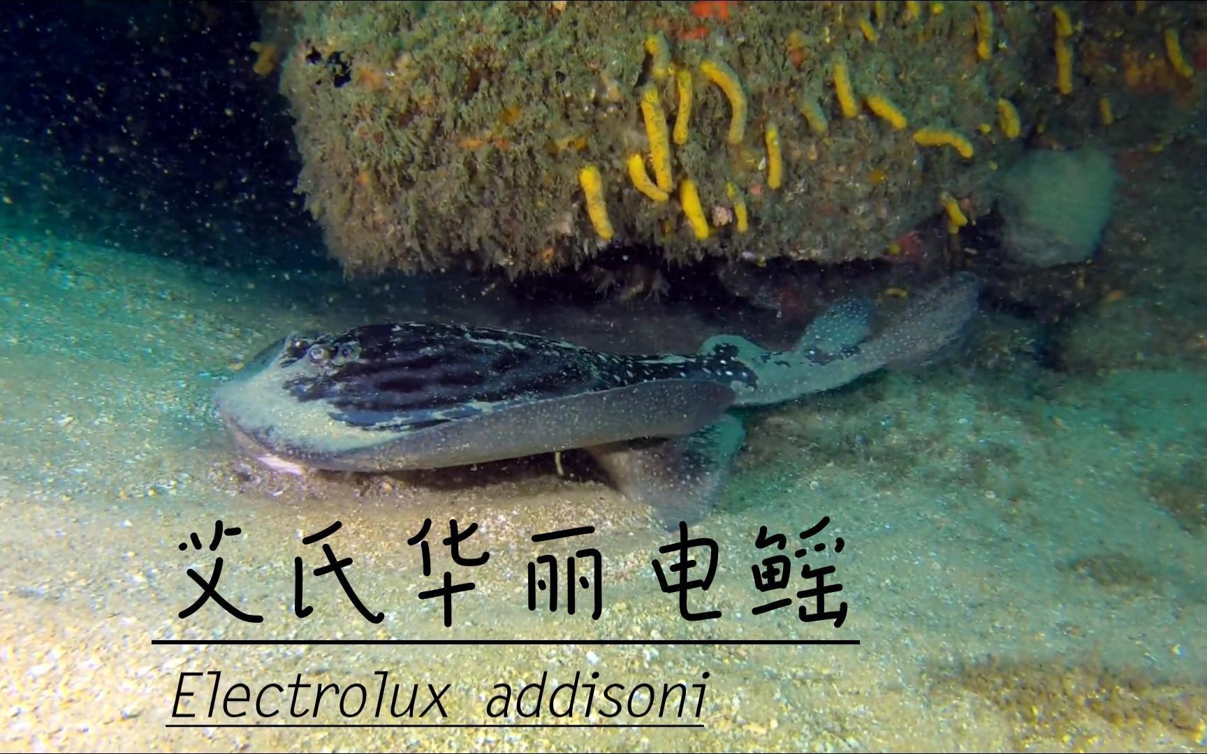 電鰩魚和魔鬼魚的區別【電鰩與魔鬼魚的區別】