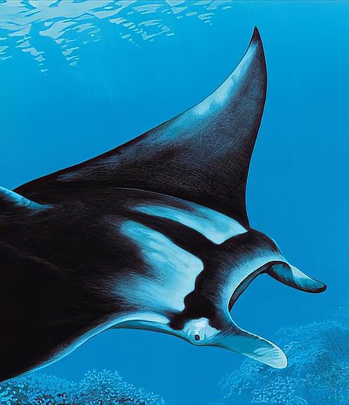 電鰩魚和魔鬼魚的區別【電鰩與魔鬼魚的區別】