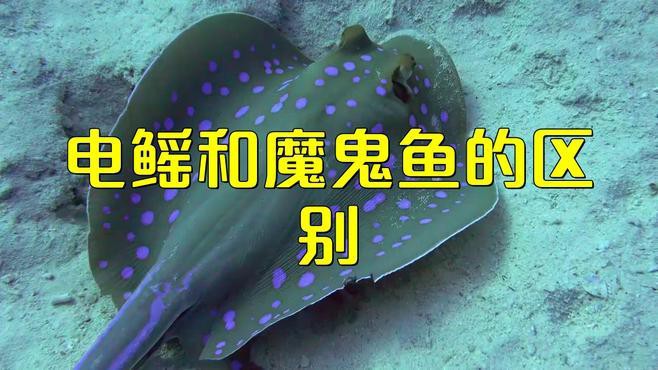 電鰩魚和魔鬼魚的區別【電鰩與魔鬼魚的區別】