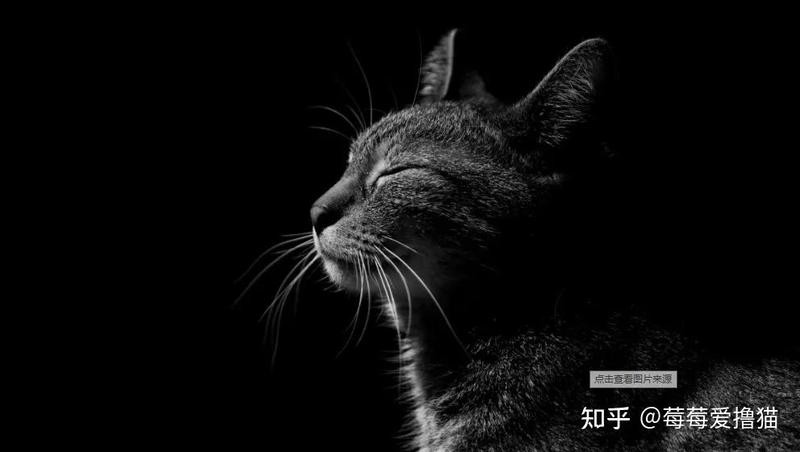 貓是招鬼還是辟邪的【\