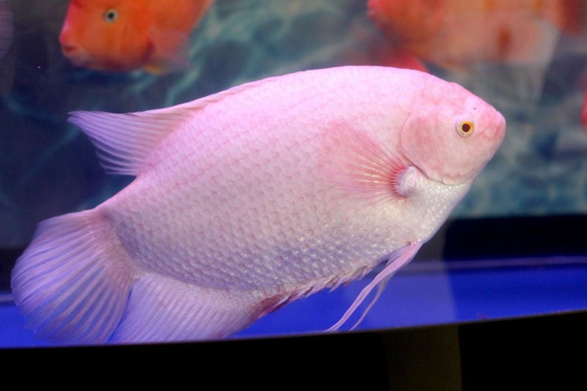 招財魚圖片高清版【佩雯三農，招財魚可以和哪些觀賞魚混養】