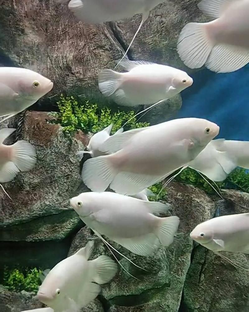 招財魚圖片高清版【佩雯三農，招財魚可以和哪些觀賞魚混養】