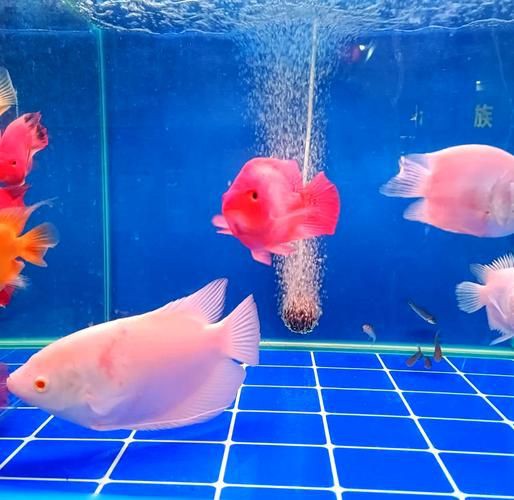 招財魚圖片高清版【佩雯三農，招財魚可以和哪些觀賞魚混養】