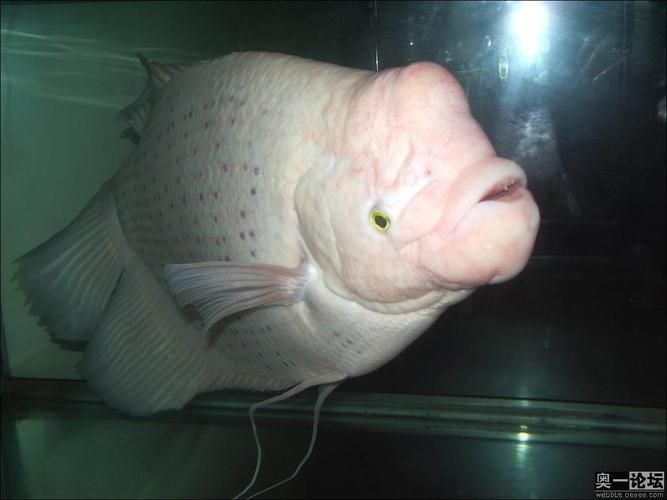 招財魚圖片高清版【佩雯三農，招財魚可以和哪些觀賞魚混養】