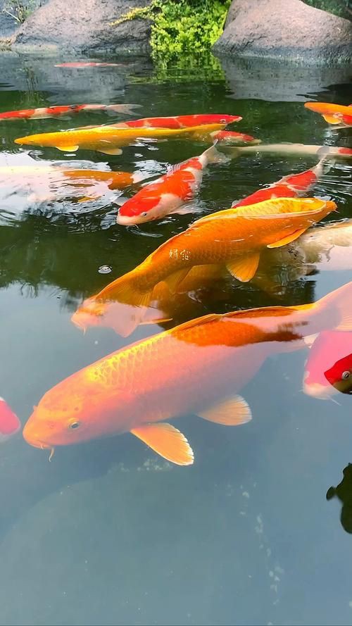 招財魚圖片高清版【佩雯三農，招財魚可以和哪些觀賞魚混養】