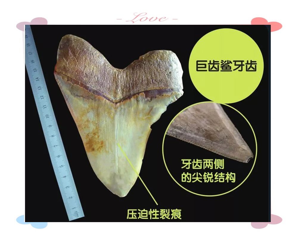 世界上最大的巨齒鯊【巨齒鯊可能是史上最大的脊椎獵物短缺時便陷入生存危機】 世界上最大的巨齒鯊【巨齒鯊可能是史上最大的脊椎獵物短缺時便陷入生存危機】 龍魚論壇 第12張