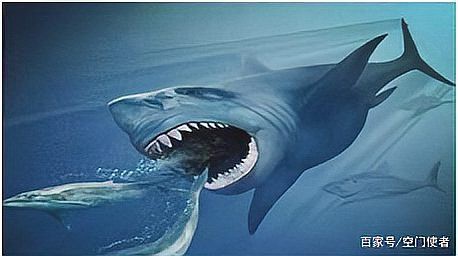 世界上最大的巨齒鯊【巨齒鯊可能是史上最大的脊椎獵物短缺時便陷入生存危機】 世界上最大的巨齒鯊【巨齒鯊可能是史上最大的脊椎獵物短缺時便陷入生存危機】 龍魚論壇 第2張