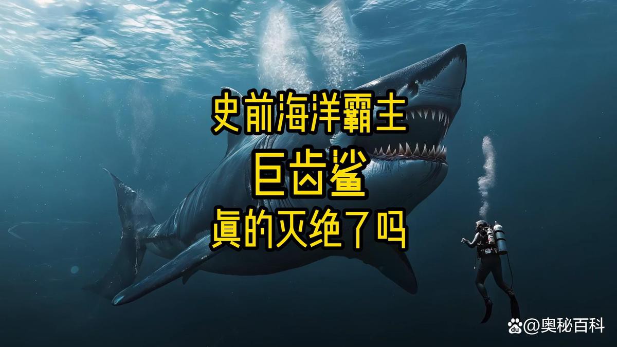 世界上最大的巨齒鯊【巨齒鯊可能是史上最大的脊椎獵物短缺時便陷入生存危機】 世界上最大的巨齒鯊【巨齒鯊可能是史上最大的脊椎獵物短缺時便陷入生存危機】 龍魚論壇 第7張