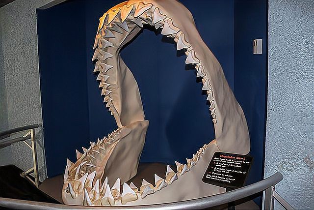 世界上最大的巨齒鯊【巨齒鯊可能是史上最大的脊椎獵物短缺時便陷入生存危機】 世界上最大的巨齒鯊【巨齒鯊可能是史上最大的脊椎獵物短缺時便陷入生存危機】 龍魚論壇 第13張