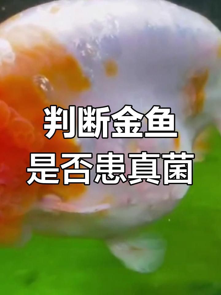 如何判斷金魚是否感染細菌或真菌?【養(yǎng)魚老道金魚細菌感染癥狀全解析金魚是否感染細菌或真菌】 龍魚百科 第2張 如何判斷金魚是否感染細菌或真菌?【養(yǎng)魚老道金魚細菌感染癥狀全解析金魚是否感染細菌或真菌】 如何判斷金魚是否感染細菌或真菌?【養(yǎng)魚老道金魚細菌感染癥狀全解析金魚是否感染細菌或真菌】 龍魚百科 第2張