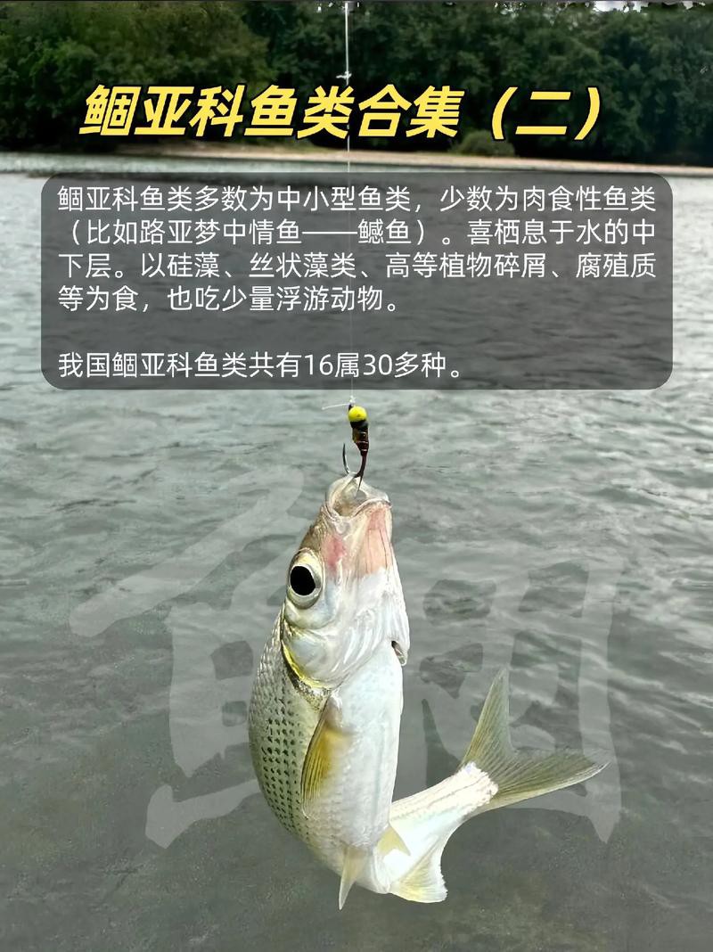 6cm的魚圖片【《6cm的魚圖片》】
