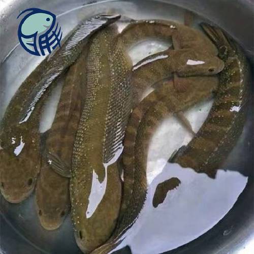 6cm的魚圖片【《6cm的魚圖片》】