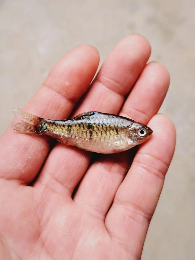 6cm的魚圖片【《6cm的魚圖片》】