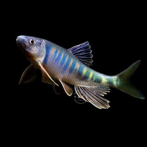 6cm的魚圖片【《6cm的魚圖片》】