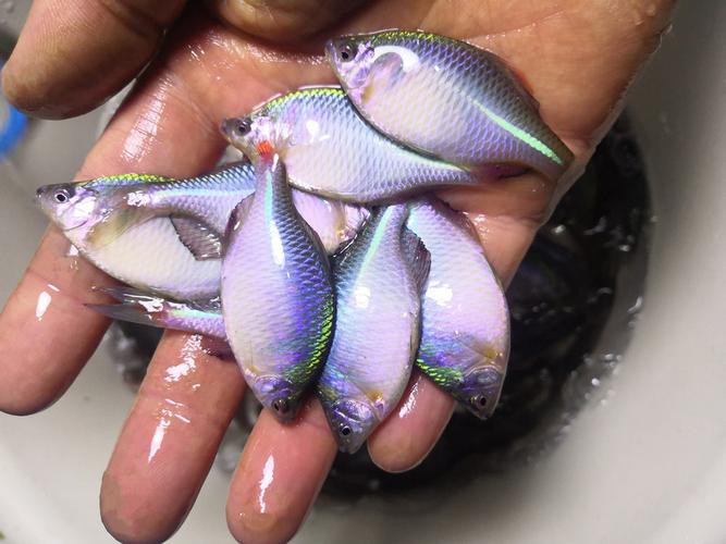 6cm的魚圖片【《6cm的魚圖片》】