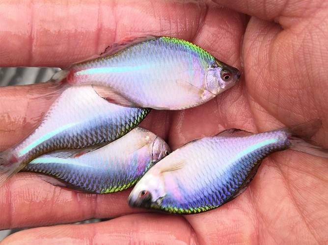 6cm的魚圖片【《6cm的魚圖片》】