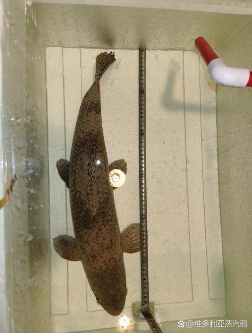 6cm的魚圖片【《6cm的魚圖片》】
