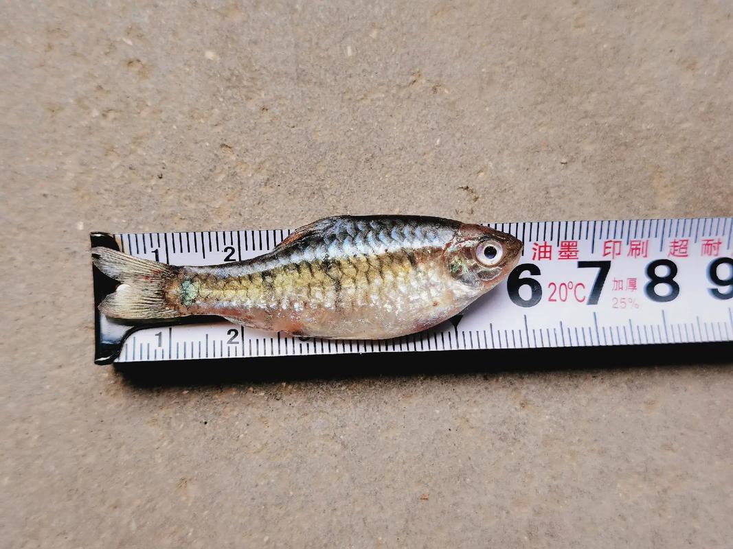 6cm的魚圖片【《6cm的魚圖片》】