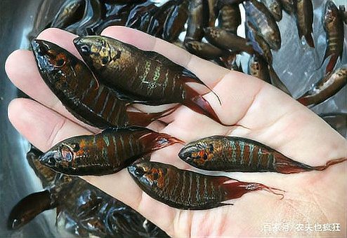 6cm的魚圖片【《6cm的魚圖片》】