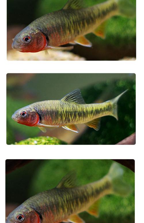 6cm的魚圖片【《6cm的魚圖片》】