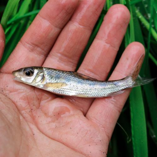 6cm的魚圖片【《6cm的魚圖片》】