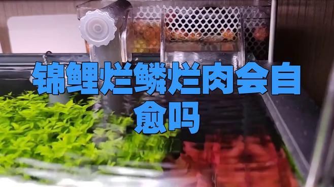 魚身上潰爛會自愈嗎【魚身上出現(xiàn)潰爛情況能否自愈受多種因素影響，智能模式回答】 魚身上潰爛會自愈嗎【魚身上出現(xiàn)潰爛情況能否自愈受多種因素影響，智能模式回答】 龍魚百科 第6張