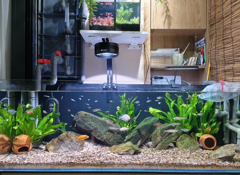 1米2的魚缸適合養什么魚【1米2的魚缸適合養什么魚好看又好養健康有錢無敵】