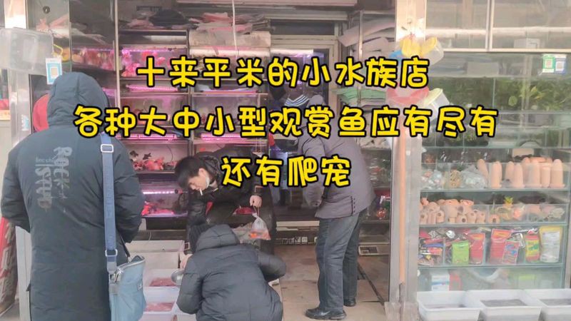 前進水族店【前進水族店有哪些特色產品】