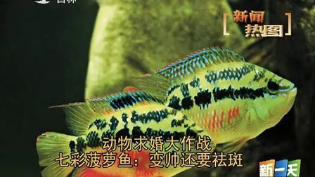 七彩菠蘿魚為何不建議吃【《七彩菠蘿魚為何不建議吃》七彩菠蘿魚為何不建議吃】 七彩菠蘿魚為何不建議吃【《七彩菠蘿魚為何不建議吃》七彩菠蘿魚為何不建議吃】 龍魚論壇 第5張