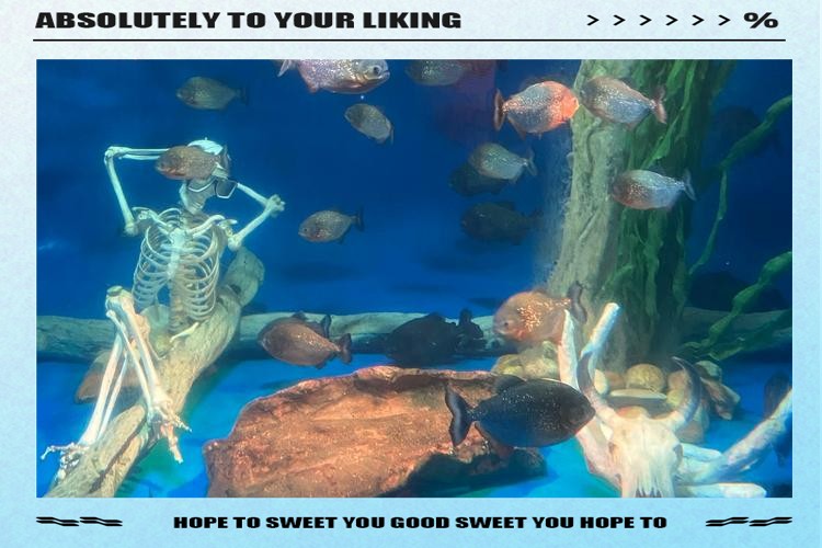 城中水族店【城中水族店的經(jīng)營(yíng)模式】