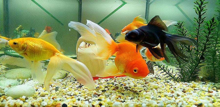 魚在玄學中代表什么【魚在商業空間和玄學中的象征意義在玄學中的象征意義】