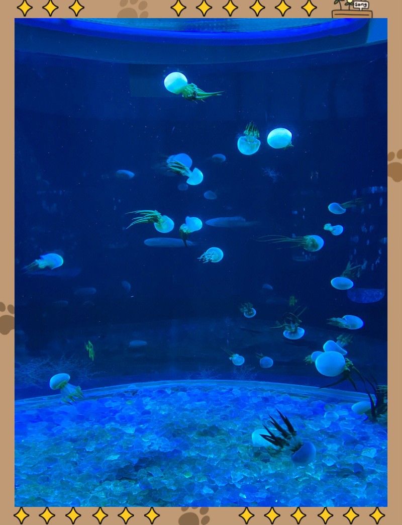南山水族店【<strong><mark>深圳</mark></strong>南山水族店中哪家口碑最好龍威水族店具體地址在哪里】