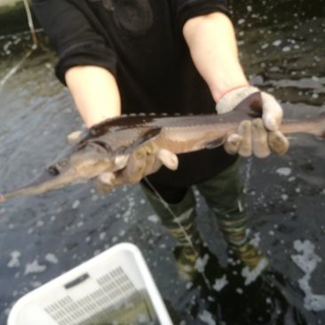 響水龍魚店【響水龍魚店有哪些龍魚品種】 響水龍魚店【響水龍魚店有哪些龍魚品種】 全國水族館企業(yè)名錄 第5張